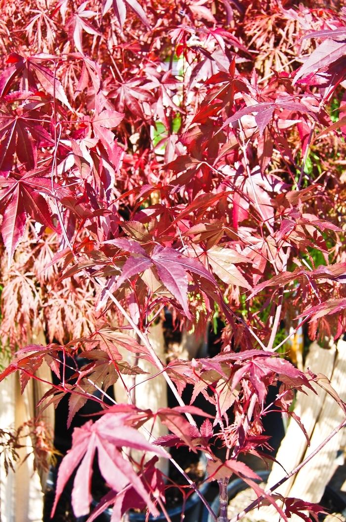 Acer palmatum Ukigumo