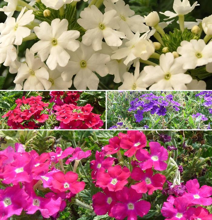 Verbena 