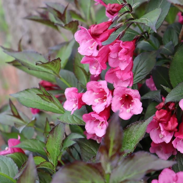 Weigela florida Sonic Bloom Wine&trade;