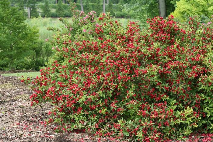 Weigela florida Sonic Bloom&reg; Red