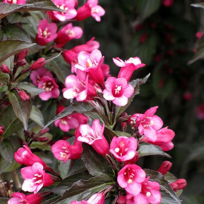 Weigela florida Colorstar&trade; Merlot Pink
