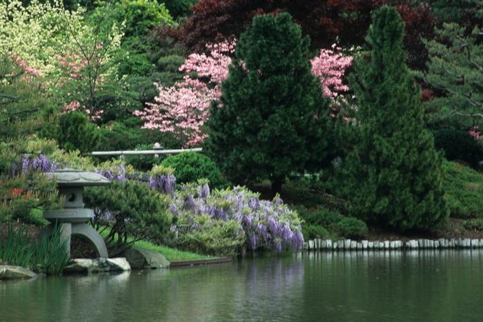 Wisteria floribunda 