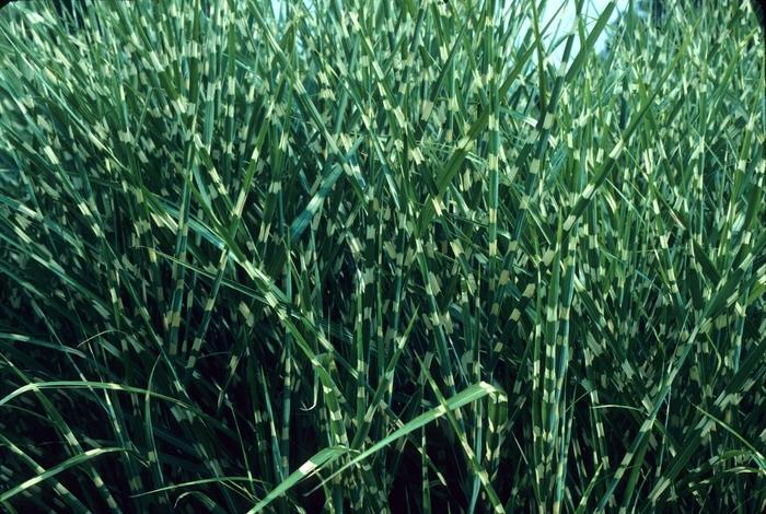 Miscanthus sinensis Zebrinus