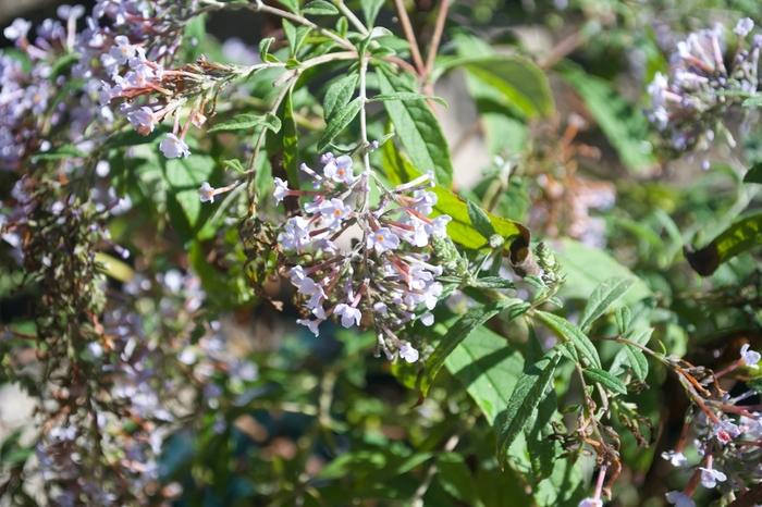 Clematis Patricia Ann Fretwell&trade;