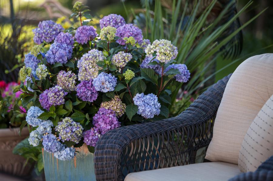 Hydrangea macrophylla Endless Summer 'BloomStruck®' - Bigleaf Hydrangea from Grower Website Two