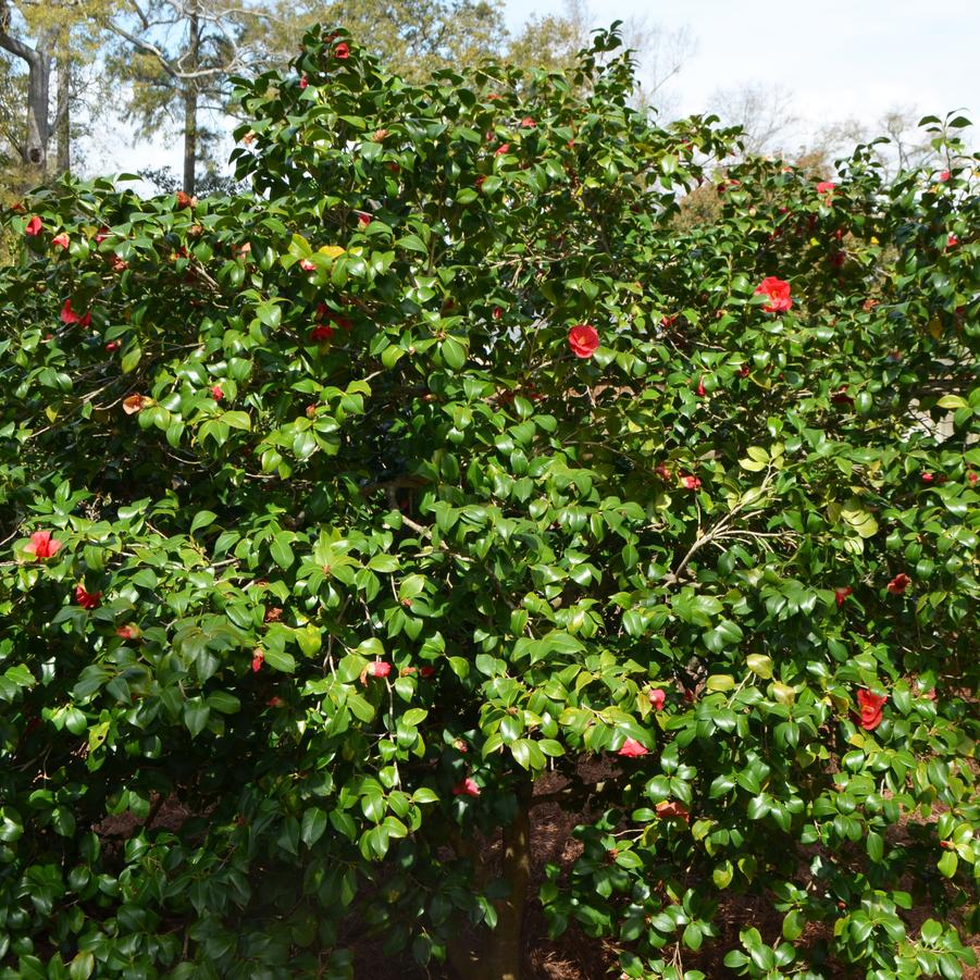 Camellia japonica 'Greensboro Red' - Camellia from Grower Website Two