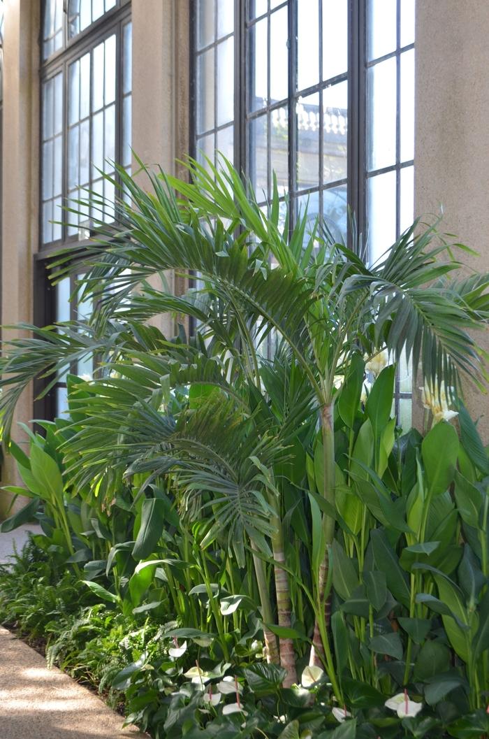 Ficus carica Brown Turkey