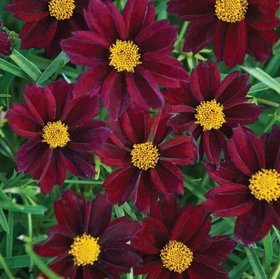 Coreopsis Big Bang&trade; Mercury Rising