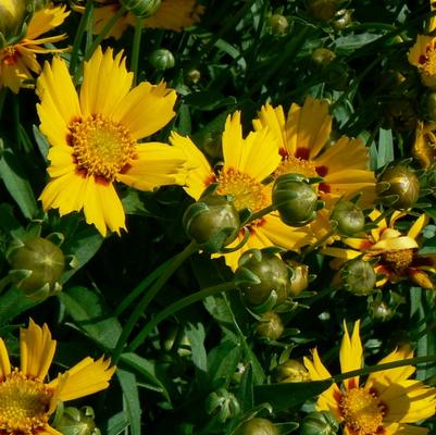 Coreopsis grandiflora Baby Sun