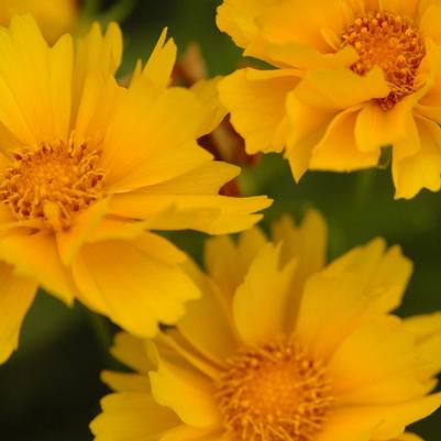 Coreopsis grandiflora Presto