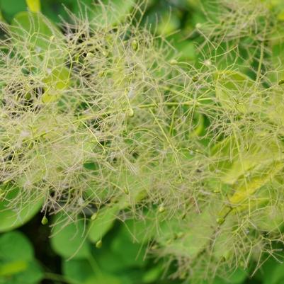 Cotinus coggygria Winecraft Gold&reg;