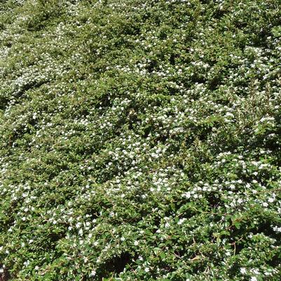Cotoneaster horizontalis 