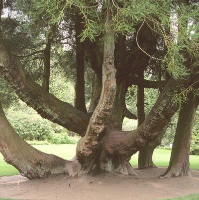 Cryptomeria japonica 