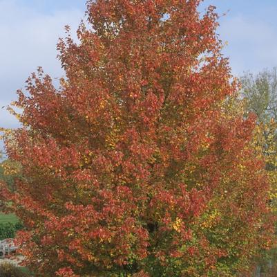 Acer rubrum Red Sunset&reg;