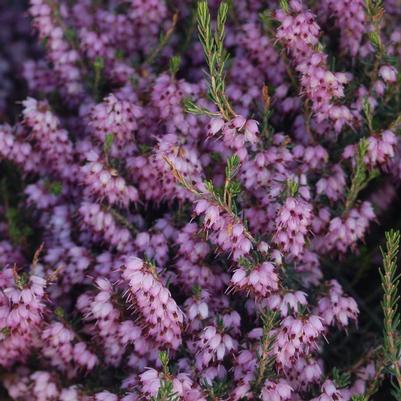 Erica carnea 