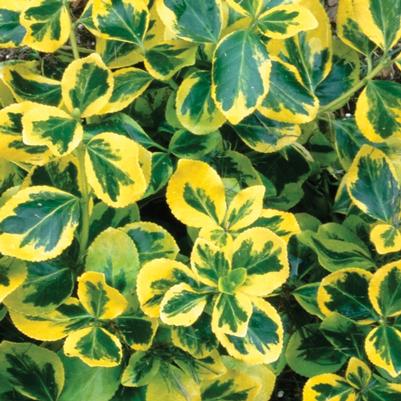 Euonymus fortunei Gold Splash&reg;