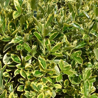 Euonymus japonicus Silver King