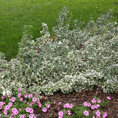 Euonymus fortunei White Album&reg;