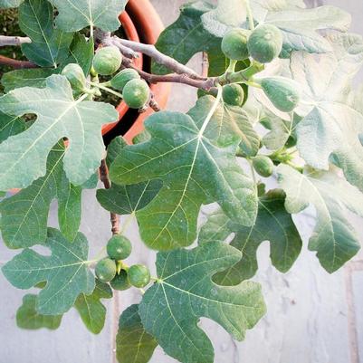 Ficus carica Fignomenal&reg;