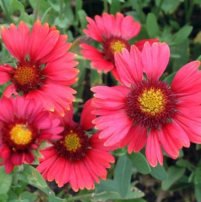 Gaillardia x grandiflora Burgundy
