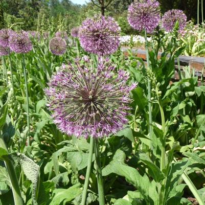 Allium giganteum Gladiator