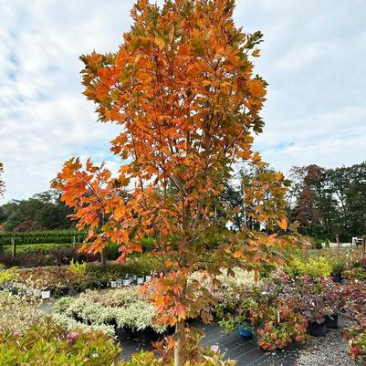 Acer saccharum Green Mountain