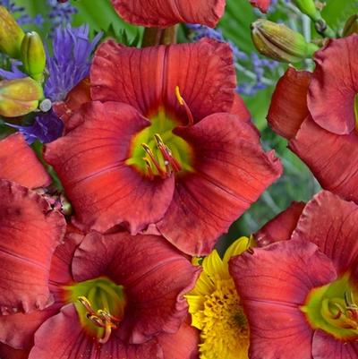 Hemerocallis Funny Valentine