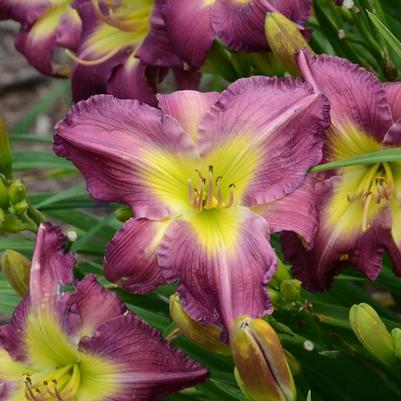 Hemerocallis Garden Show