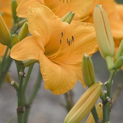 Hemerocallis Spellbinder