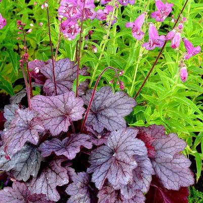 Heuchera Georgia Plum