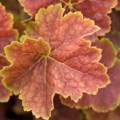 Heuchera Miracle