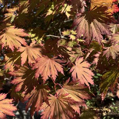 Acer shirasawanum Autumn Moon