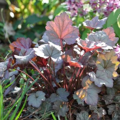 Heuchera Stainless Steel