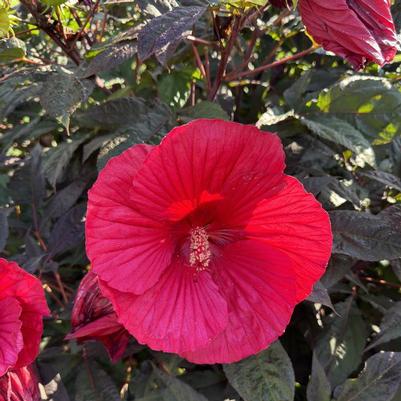 Hibiscus Midnight Marvel