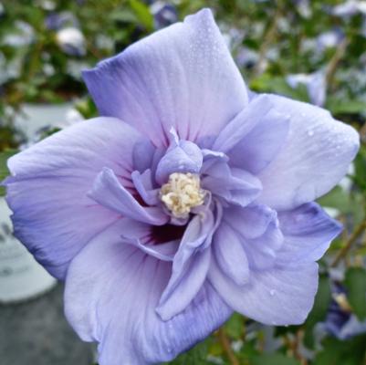 Hibiscus syriacus Blue Satin&reg;