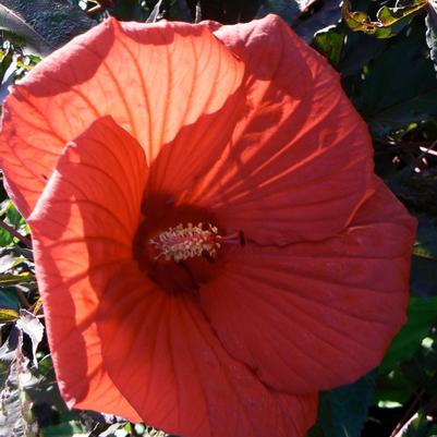 Hibiscus Fireball