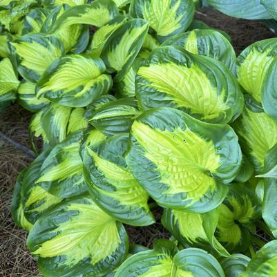 Hibiscus Mars Madness