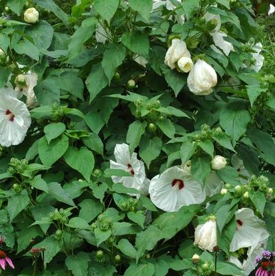Hibiscus moscheutos Old Yella