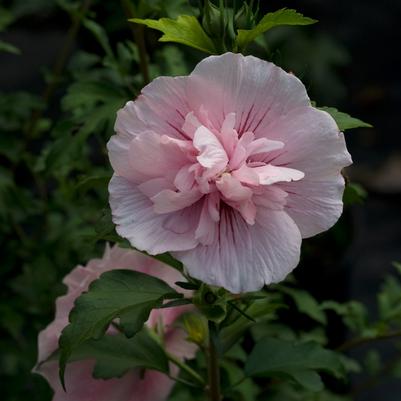 Hibiscus syriacus Pink Chiffon&reg;