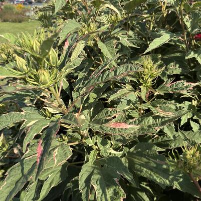 Hibiscus Summer Carnival