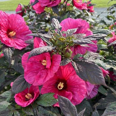 Hibiscus Summerific&reg; Evening Rose
