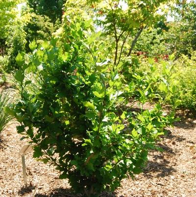 Hibiscus syriacus Violet Satin&reg;
