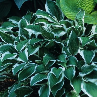 Hosta Ginko Craig