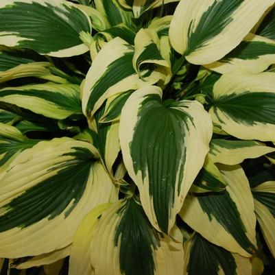 Hosta Ice Follies