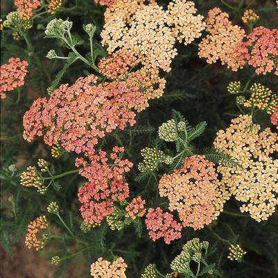 Achillea millefolium Apple Blossom