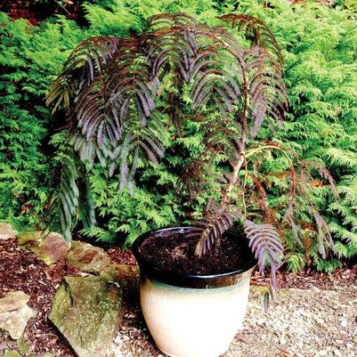 Albizia julibrissin Chocolate Fountain&trade;