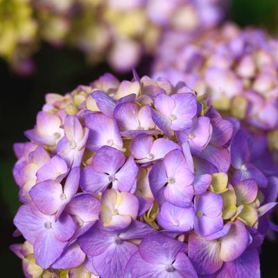 Hydrangea macrophylla BloomStruck&reg;