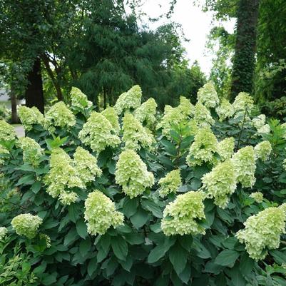 Hydrangea paniculata Limelight Prime&reg;