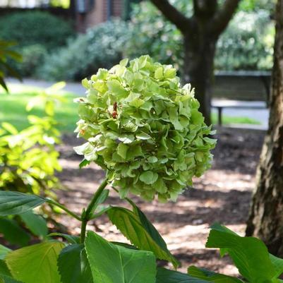 Hydrangea macrophylla Lemon Daddy