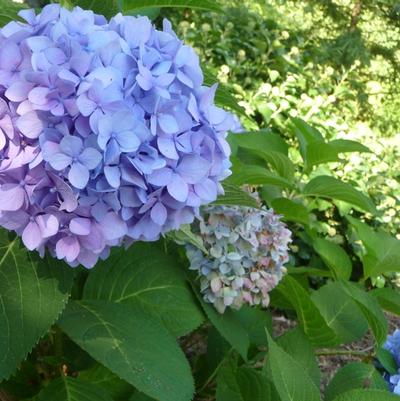 Hydrangea macrophylla Penny Mac